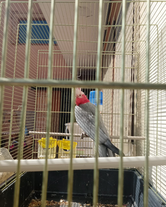 Animali