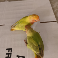 Inseparabile allevate a mano