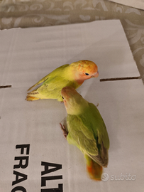 Inseparabile allevate a mano