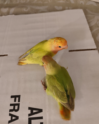 Inseparabile allevate a mano
