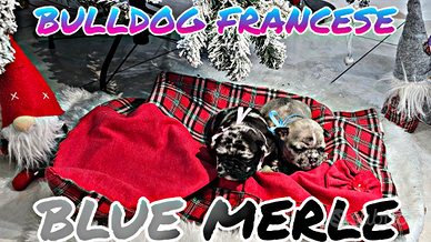 Bulldog francese