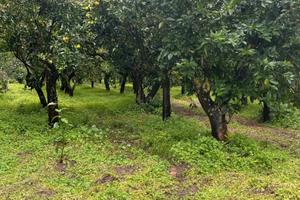 Terreno agrumicolo