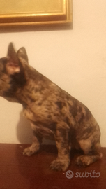 Bulldog francese