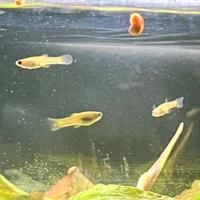 Avannotti Guppy Endler Pesci Tropicali