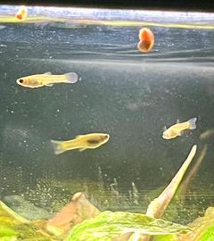 Avannotti Guppy Endler Pesci Tropicali