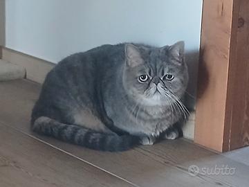 Exotic shortair maschio