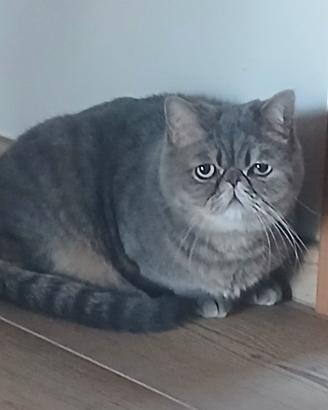 Exotic shortair maschio