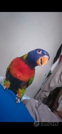 Lory lorichetto arcobaleno