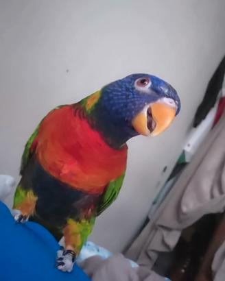 Lory lorichetto arcobaleno