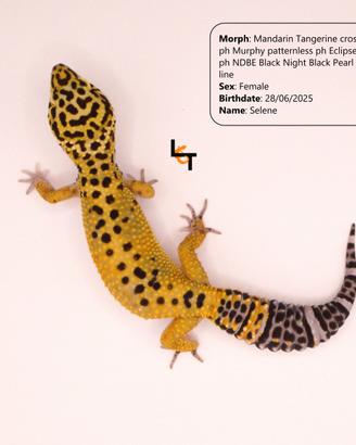 Geco leopardino
