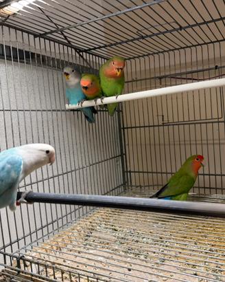 Inseparabili