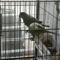 Coppia pappagalli parrocchetto monaco