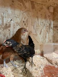 Galline nane da cova