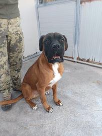 Boxer ector