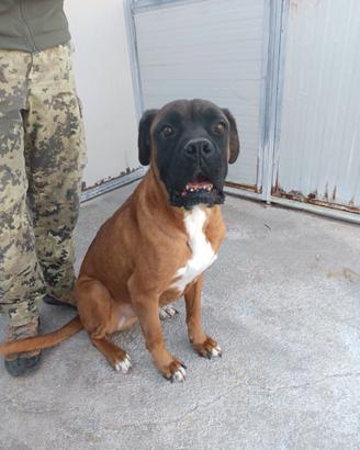 Boxer ector