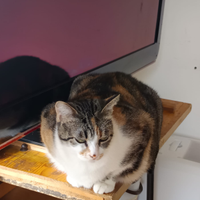 Gatta