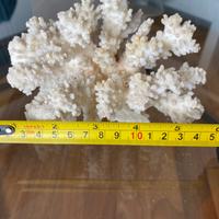 Corallo naturale bianco decorativo / acquario / co