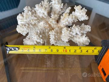 Corallo naturale bianco decorativo / acquario / co