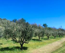 Morro d'Oro Terreno Agricolo con uliveto