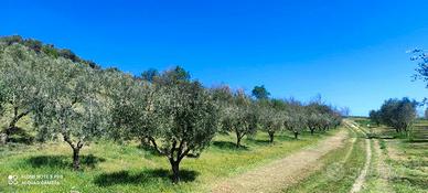 Morro d'Oro Terreno Agricolo con uliveto