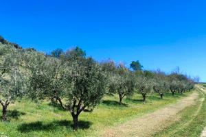 Morro d'Oro Terreno Agricolo con uliveto