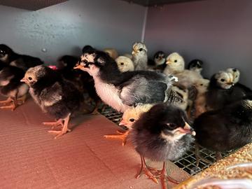 Pulcini diverse razze