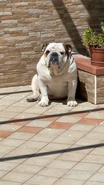 Bull dog inglese per monta