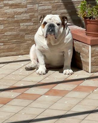 Bull dog inglese per monta