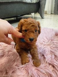 Cucciola di barboncina Red braun