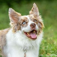 Cuccioli di border collie prenotabili