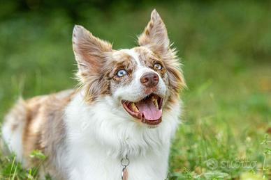 Cuccioli di border collie prenotabili