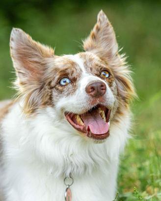 Cuccioli di border collie prenotabili