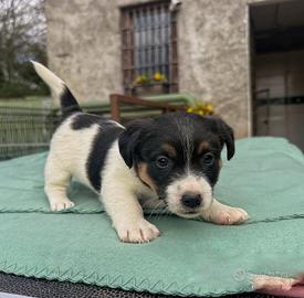 Cucciolo maschio liscio Jack russell