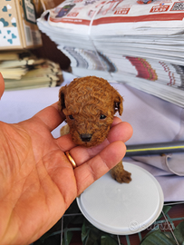 Favolosi mini mini toy