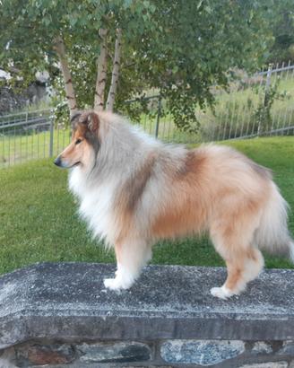 Pastore scozzese femmina per accoppiamento