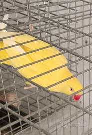 Pappagalli parrocchetto dal collare