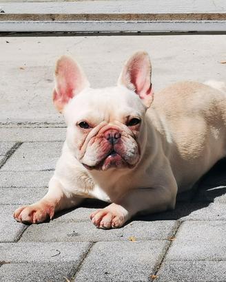 bulldog francese exotic 
