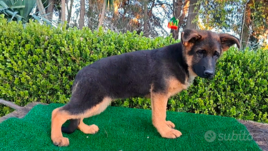 Cuccioli pastore tedesco
