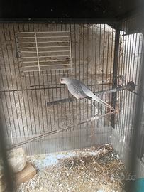 Tortora diamantina maschio