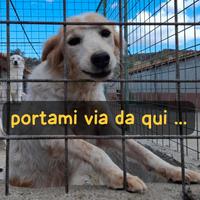 FIFFY 10 ANNI SIMIL BRETON taglia media