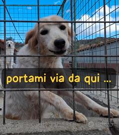 FIFFY 10 ANNI SIMIL BRETON taglia media