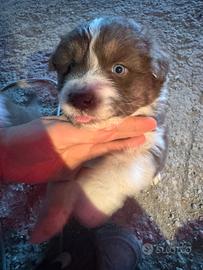 Cuccioli pastore australiano