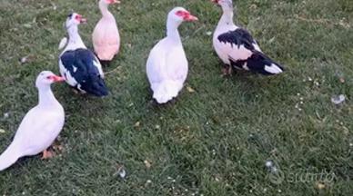 Animali da cortile
