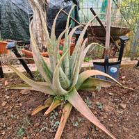 Grande pianta di aloe vera di 10 anni