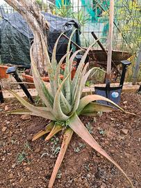 Grande pianta di aloe vera di 10 anni