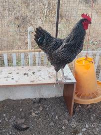 Gallo