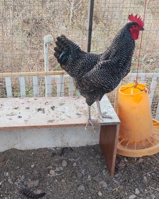 Gallo