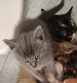 Gattini pelo medio lungo