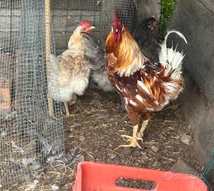 Gallo
