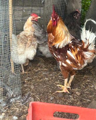 Gallo